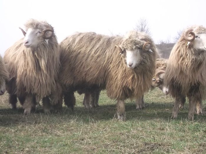 Picture 1780 - Carlani 2013-2014