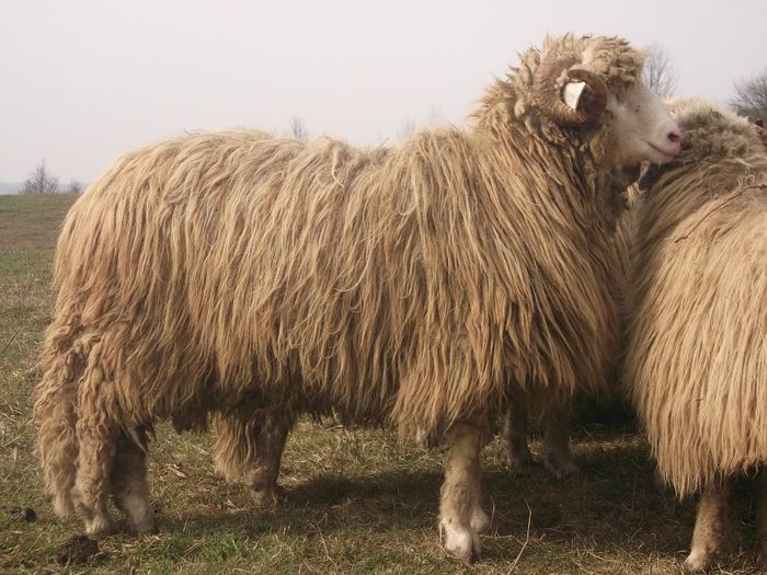 Picture 1784 - Carlani 2013-2014