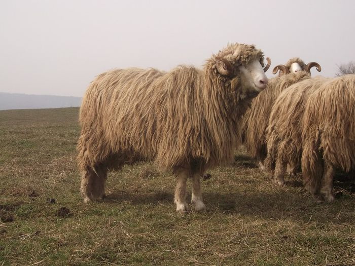 Picture 1789 - Carlani 2013-2014