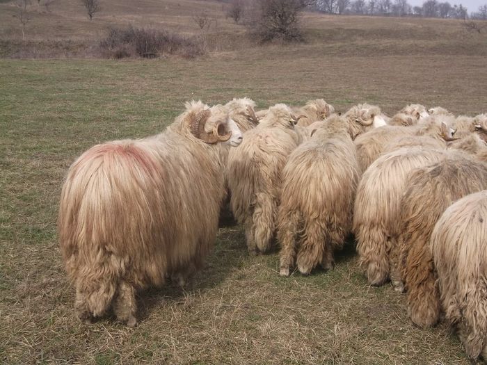 Picture 1792 - Carlani 2013-2014