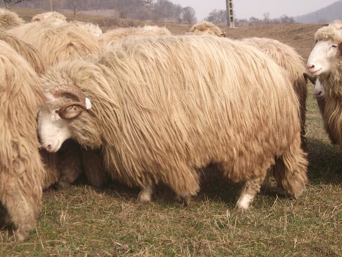 Picture 1794 - Carlani 2013-2014