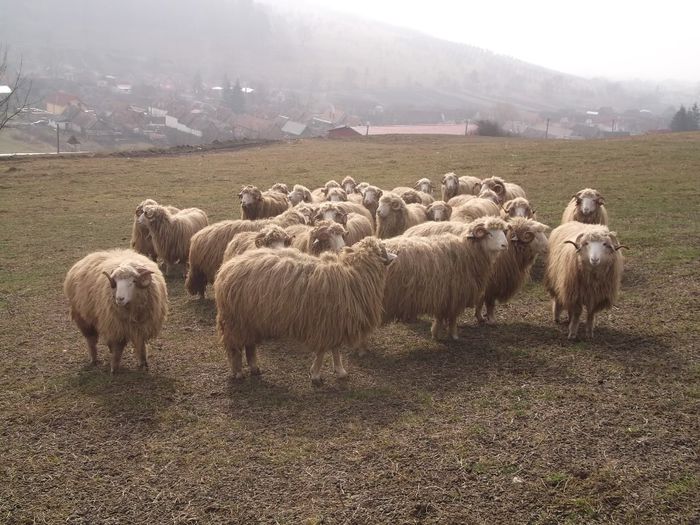 Picture 1797 - Carlani 2013-2014