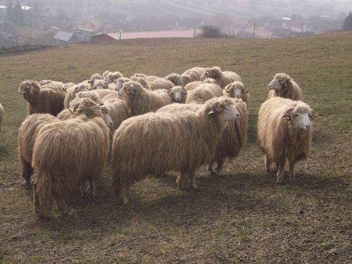 Picture 1798 - Carlani 2013-2014