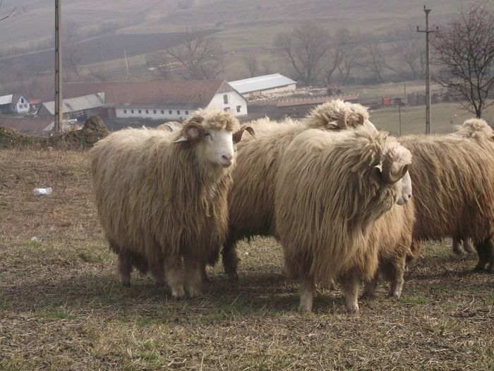 Picture 1801 - Carlani 2013-2014