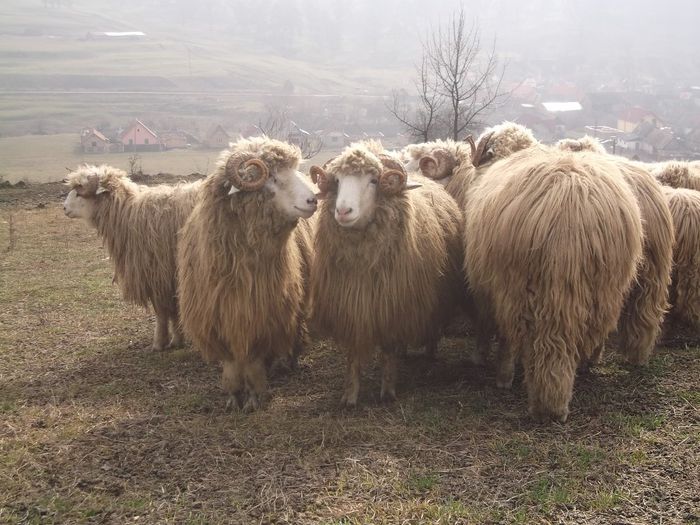 Picture 1803 - Carlani 2013-2014