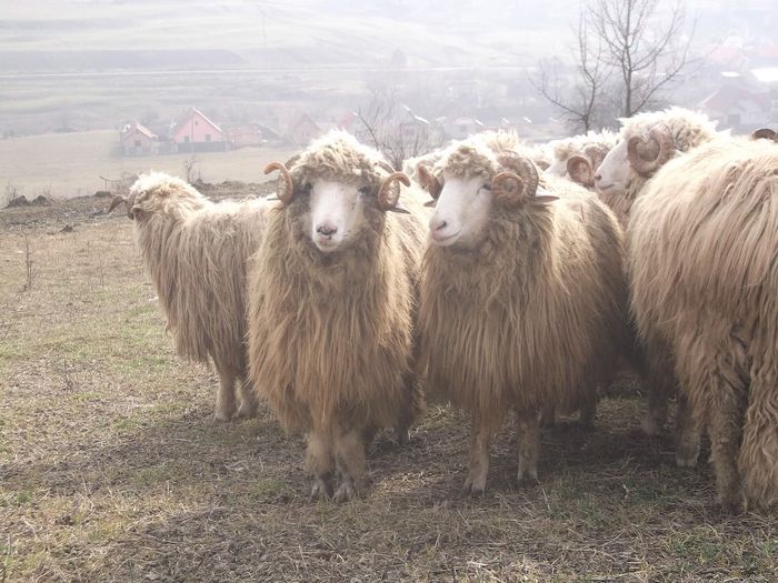 Picture 1804 - Carlani 2013-2014