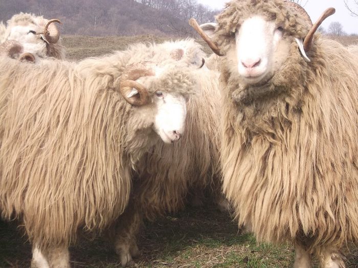 Picture 1808 - Carlani 2013-2014