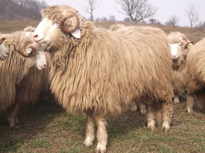 Picture 1809 - Carlani 2013-2014