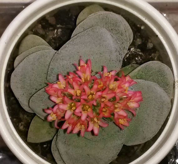 Crassula ‘Morgan’s Beauty’ - Cactusi si suculente