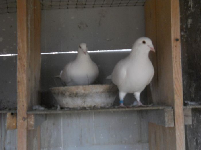 DSCN2599 - Porumbei albi pentru nunti