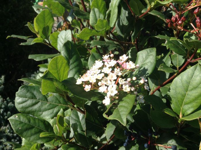 image - Terapie printre flori in gradinarii
