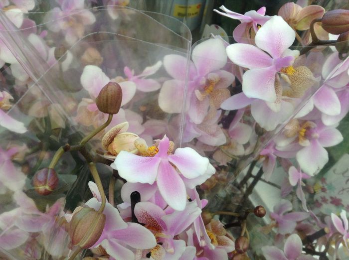 image - Terapie printre flori in gradinarii