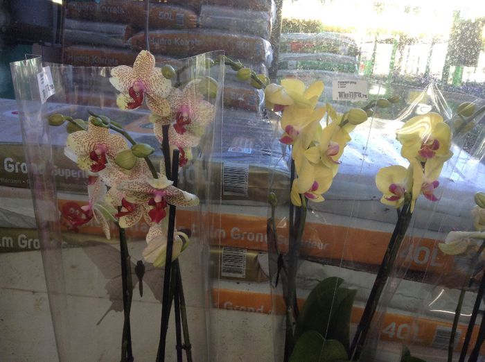 image - Terapie printre flori in gradinarii