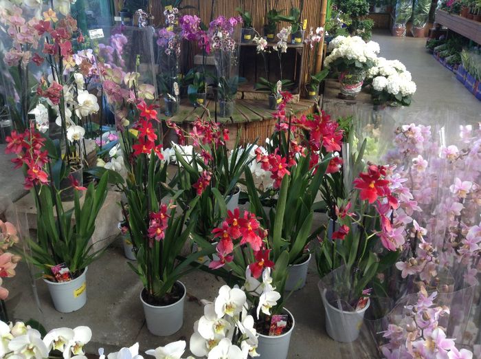 image - Terapie printre flori in gradinarii