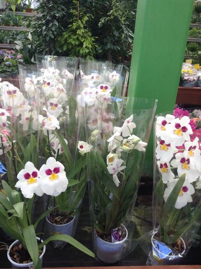 image - Terapie printre flori in gradinarii