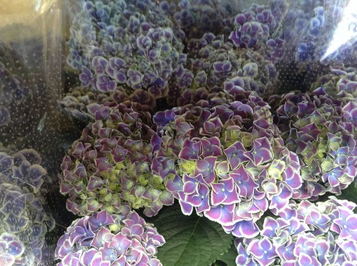 image - Terapie printre flori in gradinarii
