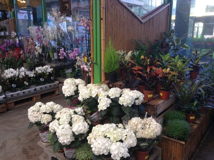 image - Terapie printre flori in gradinarii