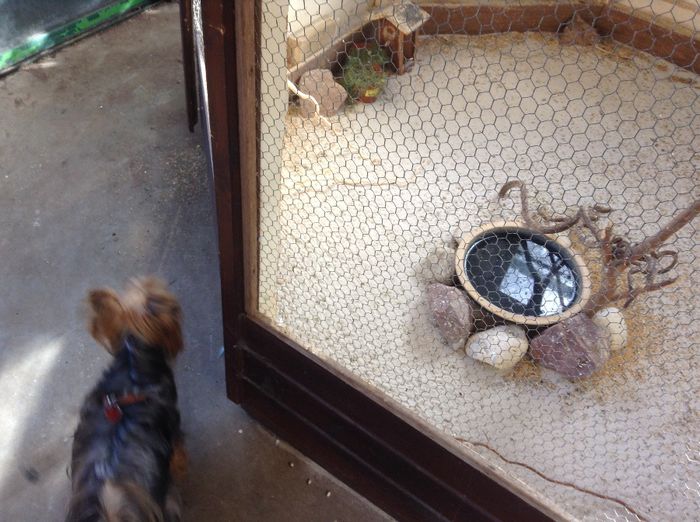 image - Terapie printre flori in gradinarii