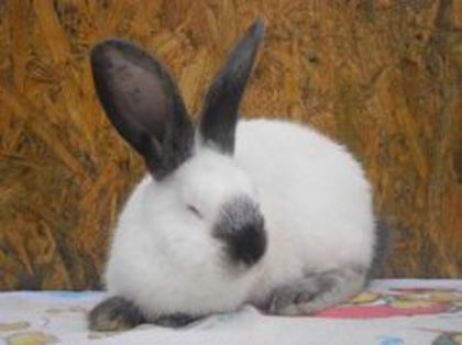 FEM URIAS DE TRANSILVANIA