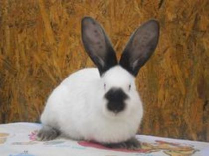 MAS URIAS DE TRANSILVANIA