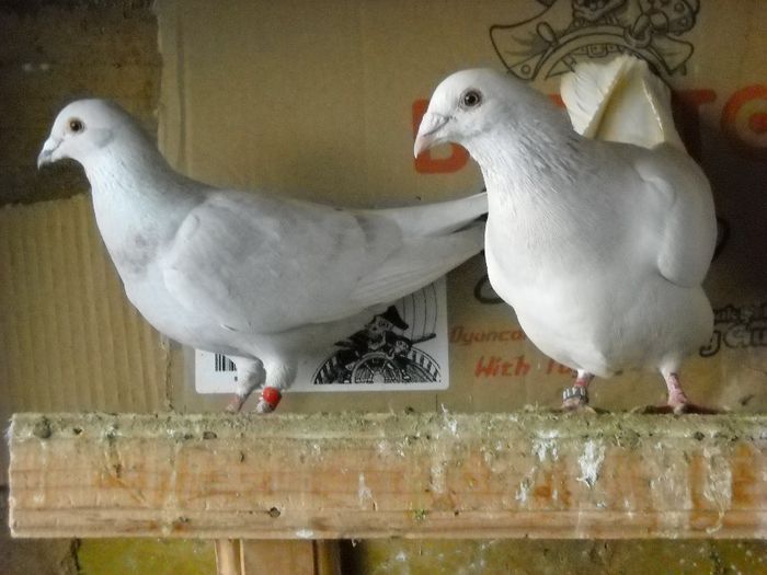 Vanduti