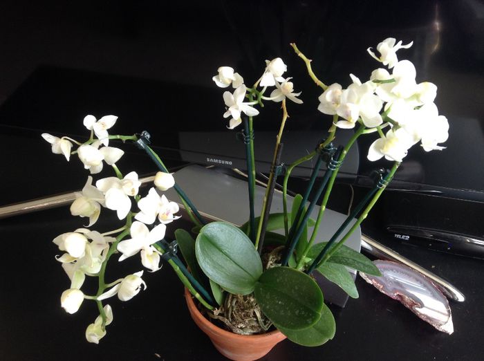 4 micute intr-un ghiveci de ceramica - Orhideele mele cu probleme