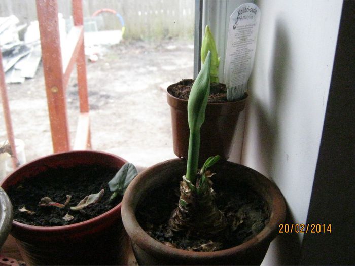 Picture 248 - plante 2013-2014