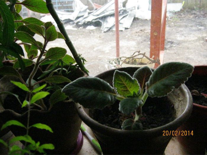 Picture 249 - plante 2013-2014