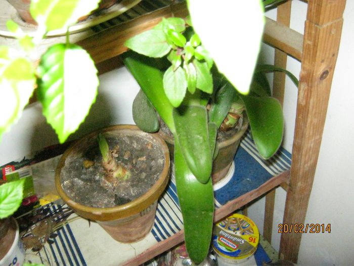 Picture 254 - plante 2013-2014