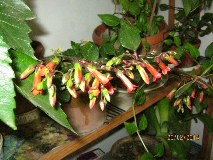 Picture 256 - plante 2013-2014