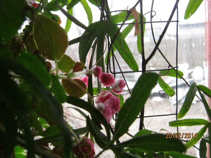 Picture 258 - plante 2013-2014