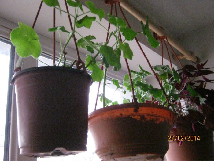 Picture 259 - plante 2013-2014