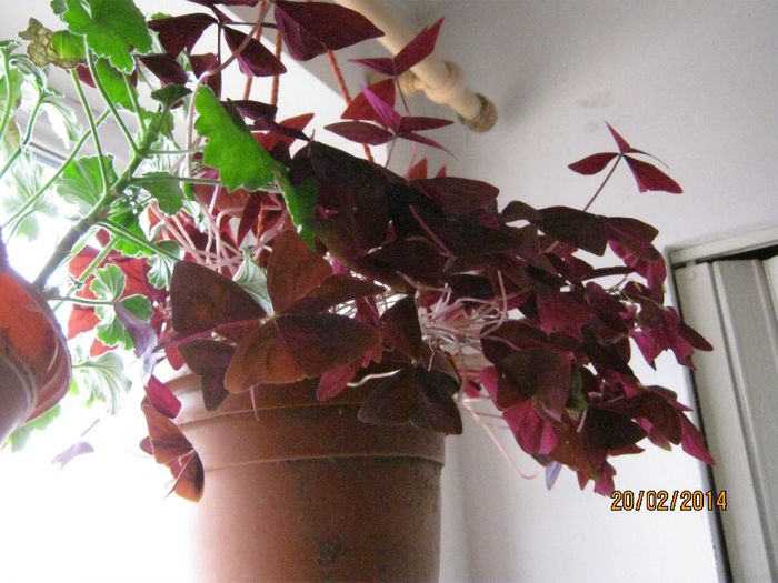 Picture 260 - plante 2013-2014