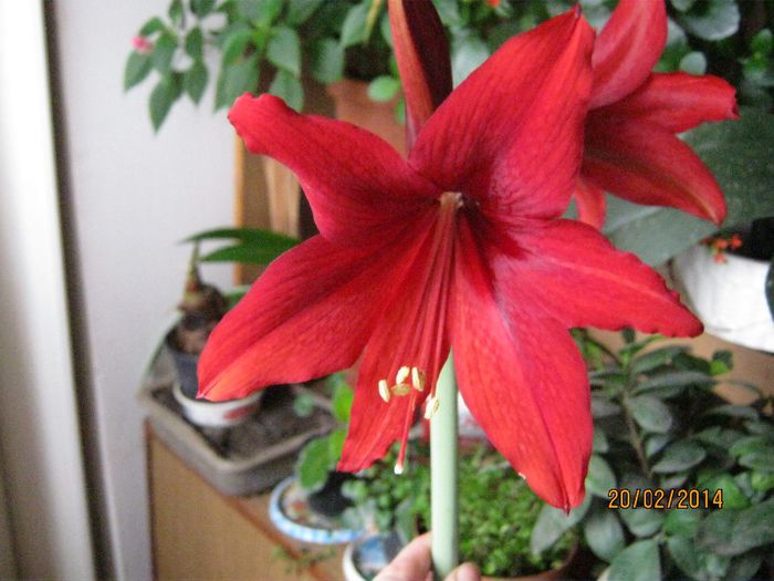 Picture 262 - plante 2013-2014