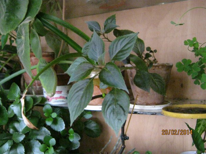 Picture 263 - plante 2013-2014