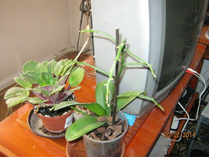 Picture 268 - plante 2013-2014