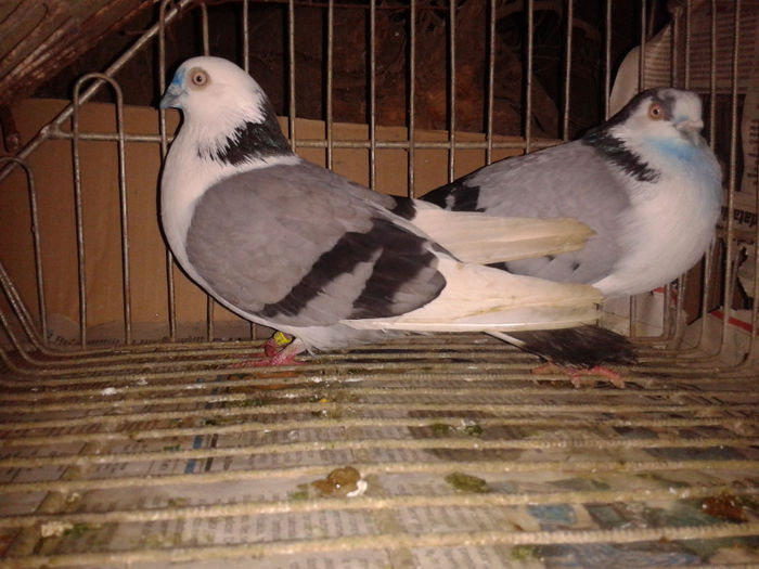 pereche pe vanat 9; origine:masc Vali Pascu,fem albanicornel
