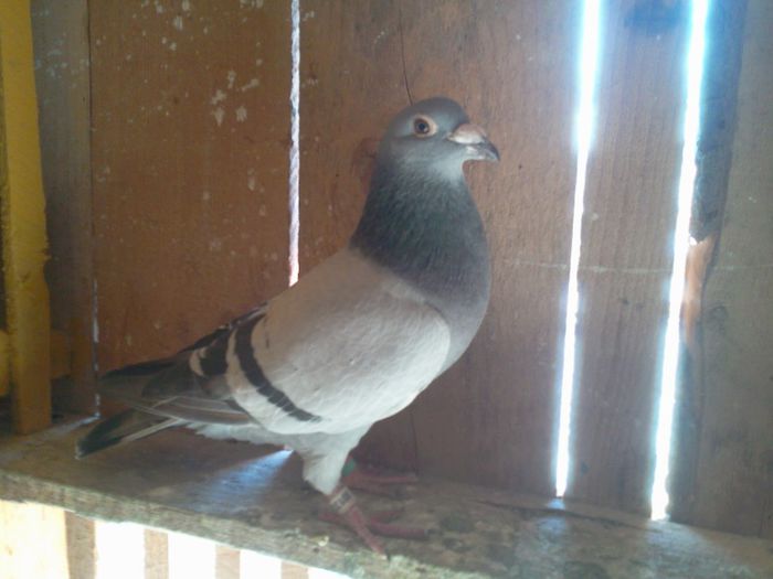 Tony Dainer DE LA DOMNUL IANCUL DANIEL SI  Mitu Vasea CONSTANTA