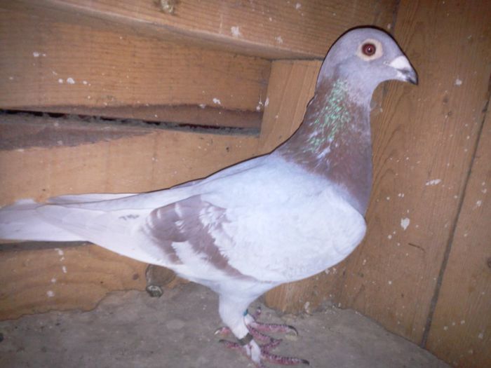 100% Ludo Claessens de la domnul petre petre; frate 1 Finala si loc 2 As columbodrom Corabia 540 km , 2011
Loc 1 ,este de fapt o femela argintie.Tatal femelei este 100% Georges Carteus fiind reprodus dintr-un mascul de la Reybroeck si fiul,si o 
