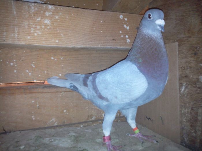 adonis &consanvin pe rosia lui cosmin olteanul