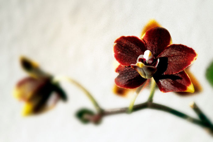 1 - orhidee