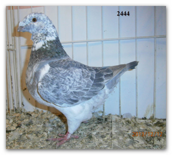 FEM 2013  34 2444 LS