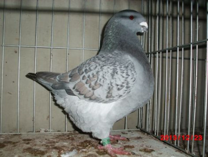 1-0   1371 2013 AFRAPT