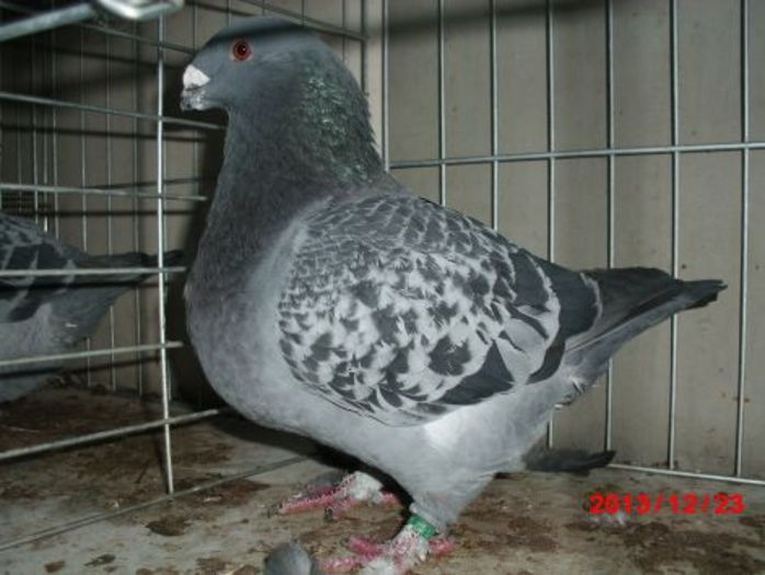 1-0   1436 2013 NICK