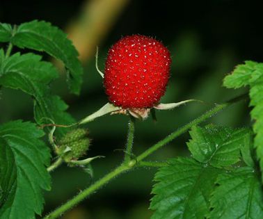 Rubus-rosifolius-3 - zmeura-capsuna