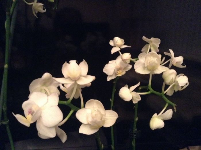 Floricele teribil de mititele - Orhideele mele cu probleme