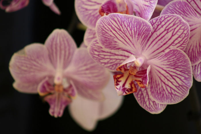 DORITAENOPSIS TAIDA SWEET BERRY - orhidee