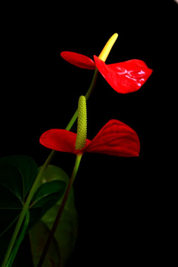 1 - Anthurium  sau floarea Flamingo