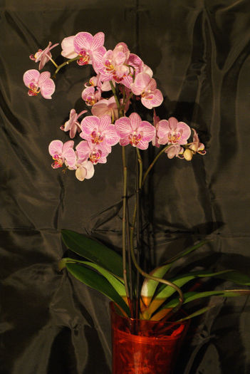 DORITAENOPSIS TAIDA SWEET BERRY - orhidee