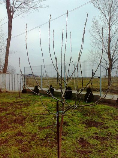 mar 1.1 Apple cuts - TAIERI DE FORMARE COROANA - forming cuts trees branches